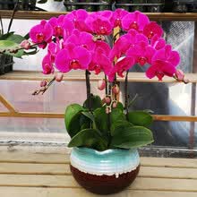 蝴蝶兰鲜花盆栽室内花卉盆景兰花年宵花商务开业乔迁礼品带花 大辣椒6