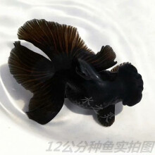 由子熊猫蝶尾金鱼精选反翘奶牛蝶尾活鱼观赏鱼冷水小中型鱼苗好养