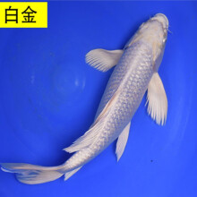 昭和锦鲤