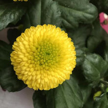 28菊花四季开花盆栽菊菊花小苗花泰迪菊四季开花菊花盆栽 粉瓣绿心