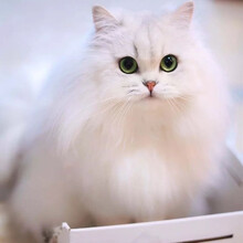金吉拉猫活体绿眼金吉拉猫咪纯白高地银点长毛波斯幼崽定金链接 白色