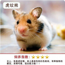 [京选推荐]小仓鼠宝宝包活幼崽熊类仓鼠宠物金丝紫仓三线磨牙棒笼子鼠