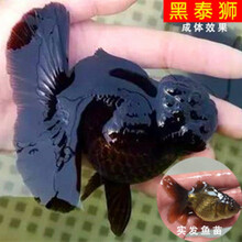 鱼苗观赏鱼小金鱼锦鲤鱼冷水鱼兰寿蝶尾易养宠物批发 3-5cm黑泰狮3条