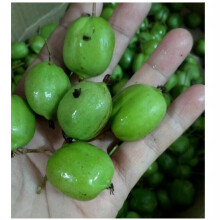 速冻软枣子猕猴桃 东北野生水果软枣子 圆枣子枸枣子 奇异莓500g/预售
