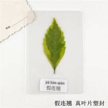 书签明信片贺卡塑封植物标本过塑真树叶干花学生幼儿园认识叶子 假