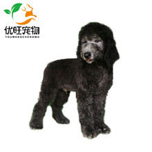 【30天健康无忧】泰迪巨贵犬巨型贵宾犬幼犬活体纯种宠物狗狗巨贵犬