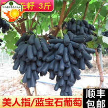 【顺丰速运】金手指黑提金手指提子无籽长葡萄新鲜水果3斤健康轻食