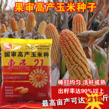 沈玉21玉米种子简介,高产特大棒981玉米种 矮大棒/沈玉21 大田种植杂交玉米种子基地 高产大穗抗病国审玉米 东民