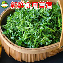 苜蓿菜新鲜食用头茬蔬菜农家山陕西苜蓿芽净重1/3/5斤苜蓿草 1500g