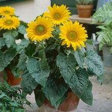 ��֦��  ���տ�����100�� ��������