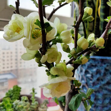 14绿宝石海棠 八年老桩【四季循环开花】 不含盆