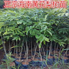 黄花梨树苗 名贵苗木海南树苖苗降香黄檀红木地栽盆栽 q5 直径12公分