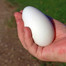 楚鄂云数新鲜鹅蛋 农家散养土鹅蛋 孕妇能吃的蛋 12枚(80-100g/个)