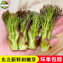 顺丰 新鲜刺嫩芽东北特产山菜刺老芽牙子山菜 1000g