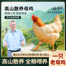 杨博士皖南土鸡老母鸡走地鸡跑步鸡整只散养一年以上净重1.8斤包 邮