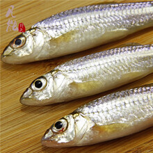 千岛湖棍子鱼新鲜野生棍子鱼原生态淡水鱼江500g