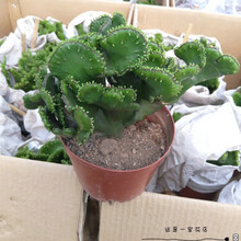 蝶遇玉麒麟盆栽 彩色麒麟植物膨珊瑚绿植五指山多肉 龙骨花卉 膨珊瑚
