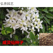 铁脚威灵仙