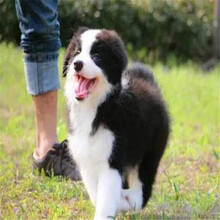 白色牧羊犬