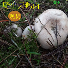 湖南新鲜雁鹅菌天鹅菌枞树菌松树蘑菇重阳菌松乳菇菌现货500g