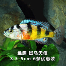 独爱 金鱼活体热带鱼观赏鱼三湖慈鲷马鲷淡水活体鱼火焰红蓝茉莉鲷科