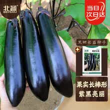 新茄瓜】价格_新茄瓜图片- 京东