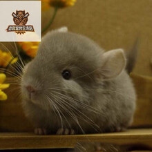 宠物活体龙猫 幼体龙猫活体 银斑色龙猫 纯黑纯白长毛短毛迷你幼崽幼