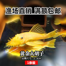 工具鱼除藻清洁小精灵白鼠鱼小型垃圾鱼观赏鱼套餐 黄金大胡子2-3cm