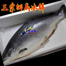 三文鱼整条