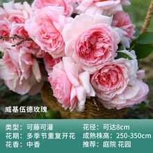 灌木月季花苗阳台盆栽花卉庭院花园地栽玫瑰四季开花植物 威基伍德 带
