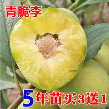 四川汶川晚熟青脆李树苗李子树苗脆李苗青脆李子嫁接苗脱骨李子苗 5年