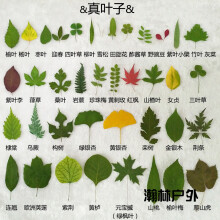 树叶干花植物标本diy创意礼物手工 粘贴式 相册t10 32片不同种类的干