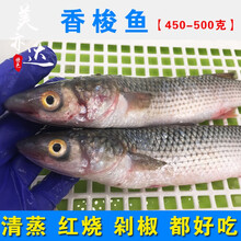 香梭鱼新鲜海鲜水产野生海捕鲻鱼乌鱼乌头乌鲻棍子鱼开冰梭500g
