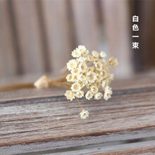 菊花干花