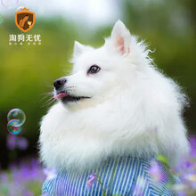 淘狗无忧 日本银yin狐犬狗狗幼犬活体 狐狸狗犬温顺活体小狗幼崽疫苗