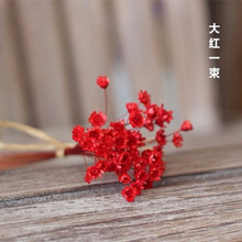菊花茶——清凉一夏的秘密武器