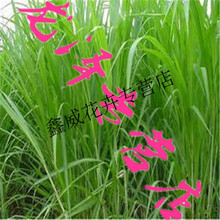 苏丹草种子 牛草 多年生四季高产鱼草籽杂交苏丹草种子 半斤