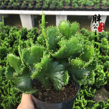 多肉植物仙人掌 玉麒麟彩麒麟掌彩春风花卉绿植创意盆栽镇宅 彭珊瑚