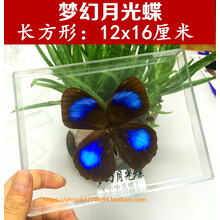 精品透明盒装 自选品种 天然蝴蝶甲虫昆虫标本 梦幻月光蝶 其他正方形