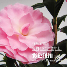 粉色山茶花