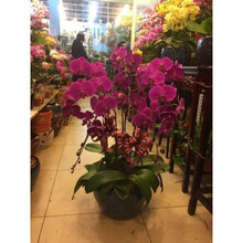 兰州花卉