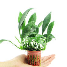 AQUAMAX 生态鱼缸真水草 小水榕 鱼缸造景水