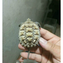 【多规格可选】白化一代 白壳佛 小鳄苗活体 鳄龟苗活体 纯佛苗 佛鳄