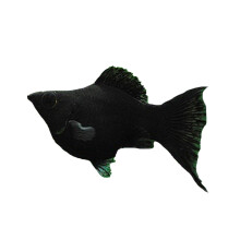 热带鱼活体小型淡水宠物鱼红剑鱼黑玛丽孔雀鱼胎生虎皮观赏鱼171216sn