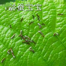 蚕宝宝活