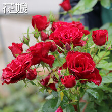 微型月季流星王阳台月季大苗带加仑盆带托盘适合各种花卉植物 流星王