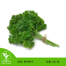 香芹种子 欧芹种子 法国香菜种子 旱芹菜种子 芹菜种子耐寒 洋芫荽