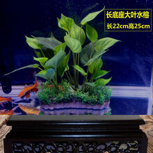 鱼缸水族箱仿真水草仿水溶绿菊皇冠造景水草假草 长底座水溶水草