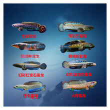 七彩雷龙巴卡雷龙幻彩蓝宝石红宝石麦克雷龙七彩海象活体观赏鱼 幻彩