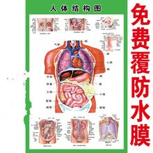 人体内脏解剖示意图医学宣传挂图人体器官心脏结构图医院海报d 28寸